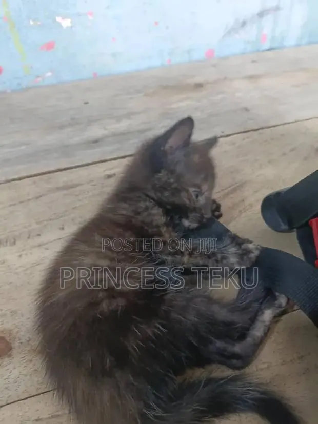 1-3 months Female Purebred Cat · Photo 2