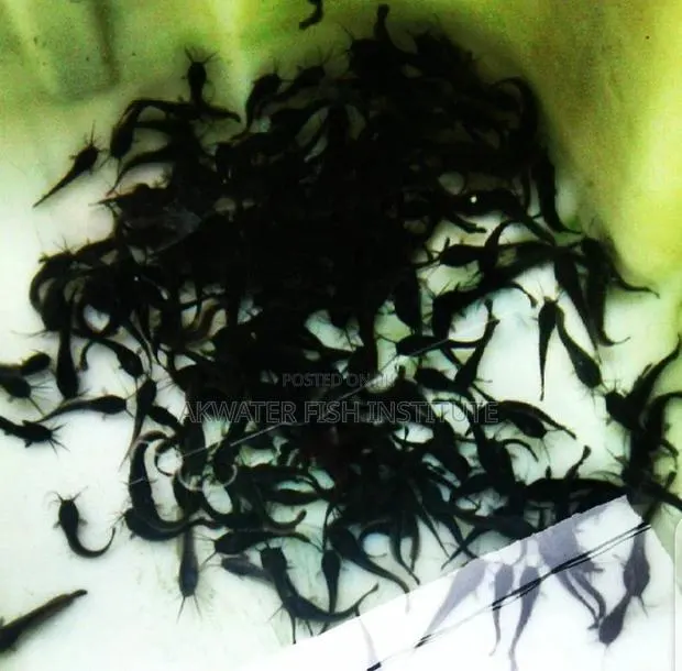Catfish Juveniles · Photo 1