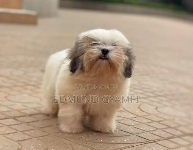 1-3 months Male Purebred Shih Tzu · Photo 1