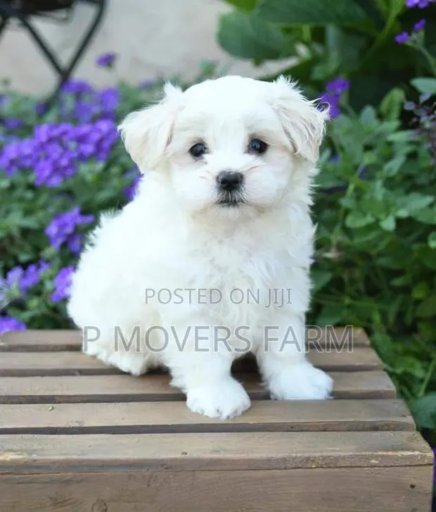1-3 months Male Purebred Maltese · Photo 1