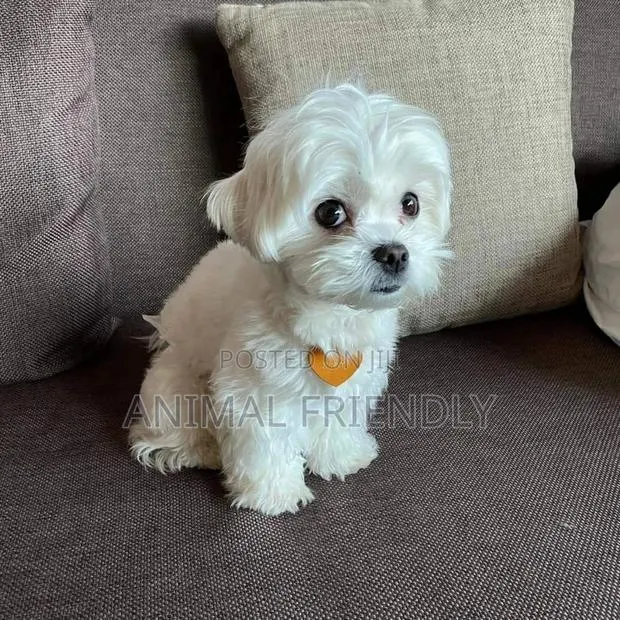 1-3 months Male Purebred Maltese · Photo 1