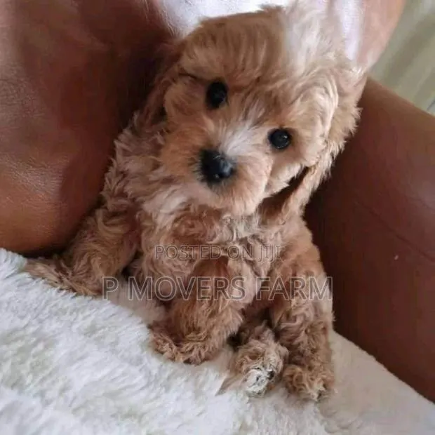 1-3 months Female Purebred Lhasa Apso · Photo 1