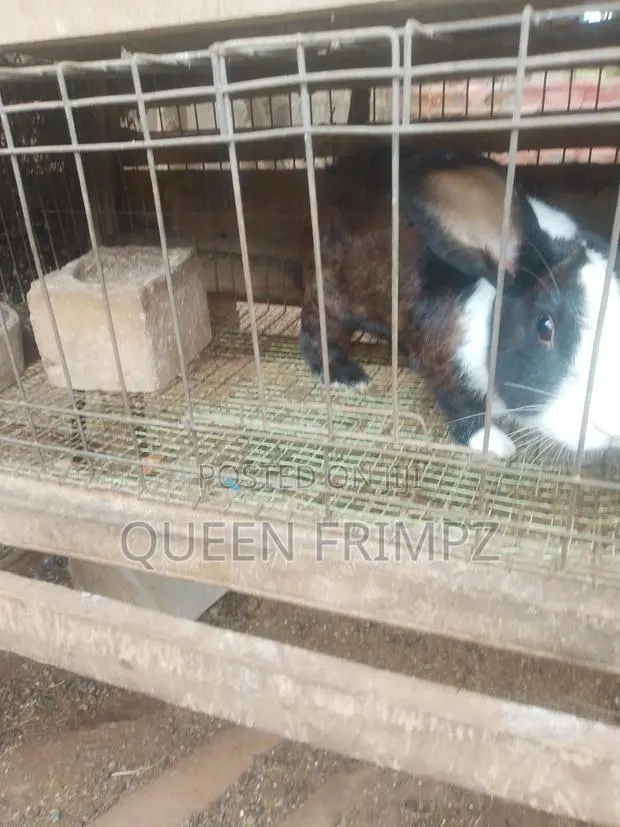 Matured Rabbits · Photo 2