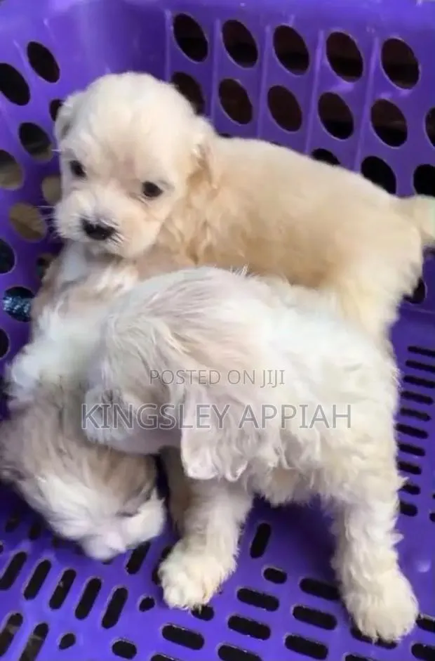 1-3 months Female Purebred Poodle · Photo 1