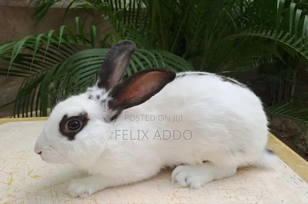Rabbits for Sale · Photo 1
