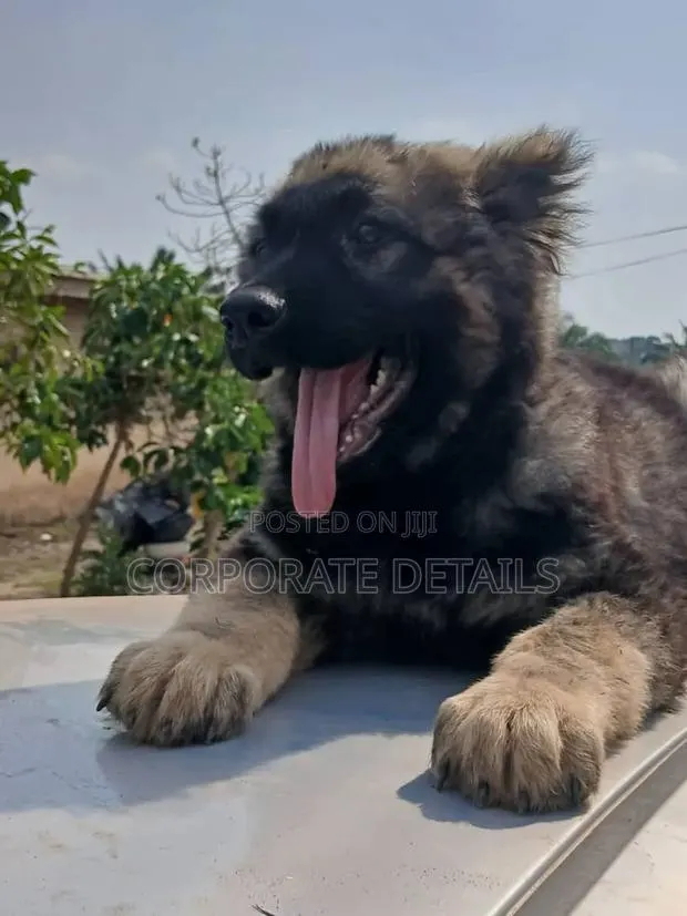 6-12 months Male Purebred Caucasian Shepherd · Photo 1