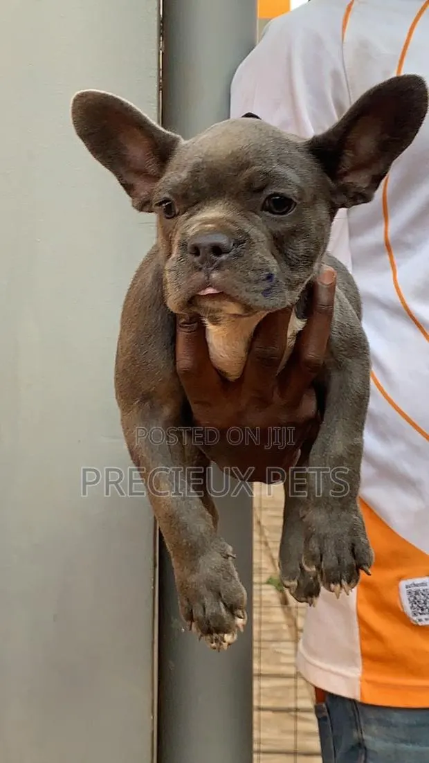 1-3 months Male Purebred French Bulldog · Photo 1