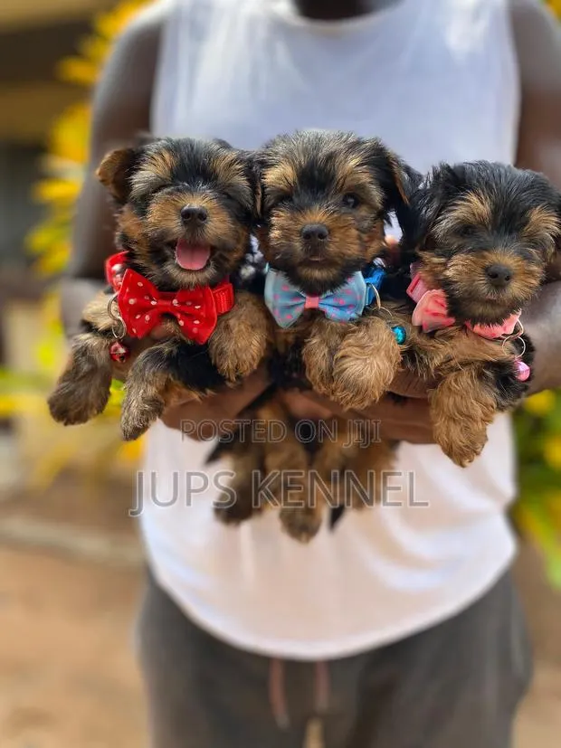 1-3 months Male Purebred Yorkshire Terrier · Photo 1