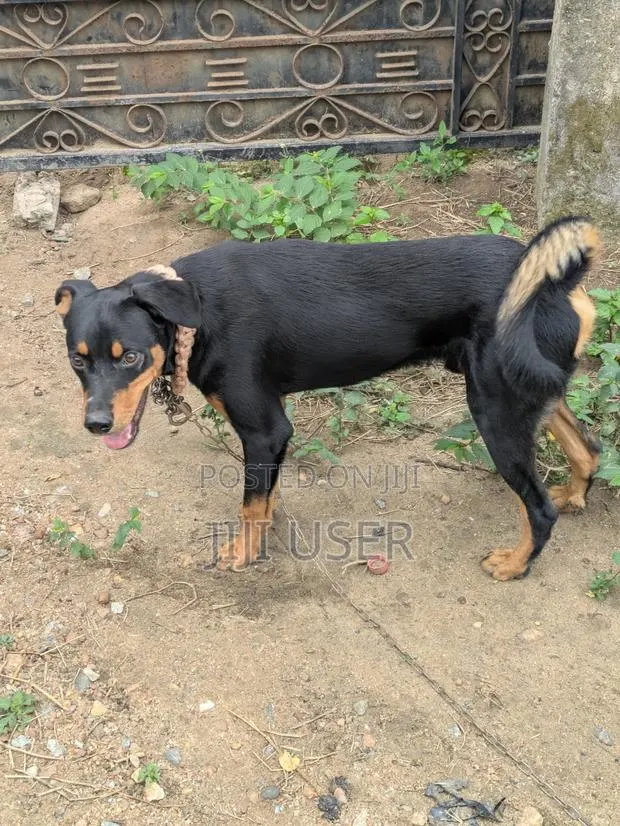 6-12 months Male Mixed Breed Dog
