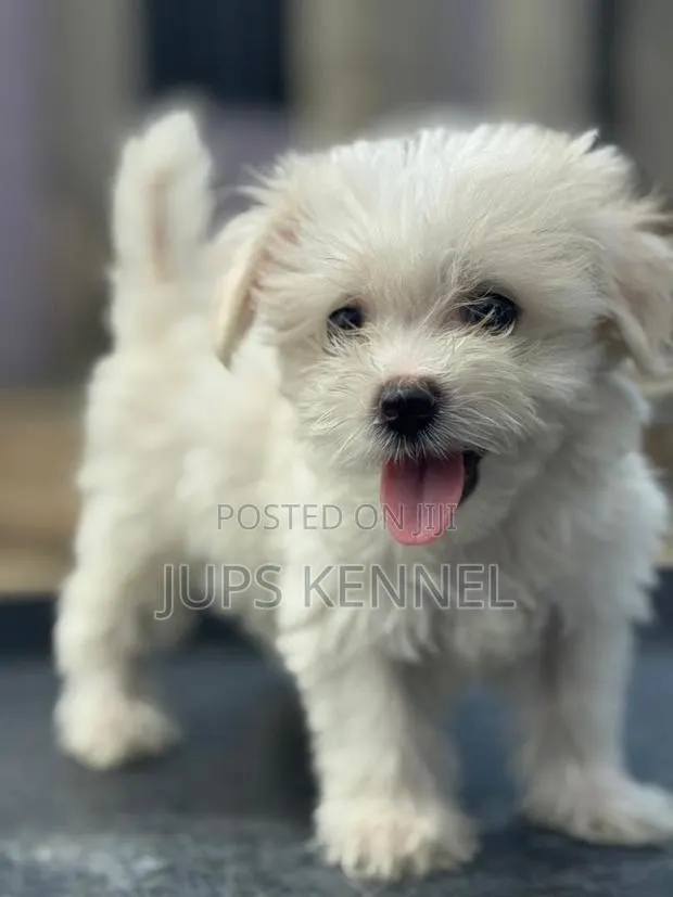 1-3 months Male Purebred Poodle · Photo 1