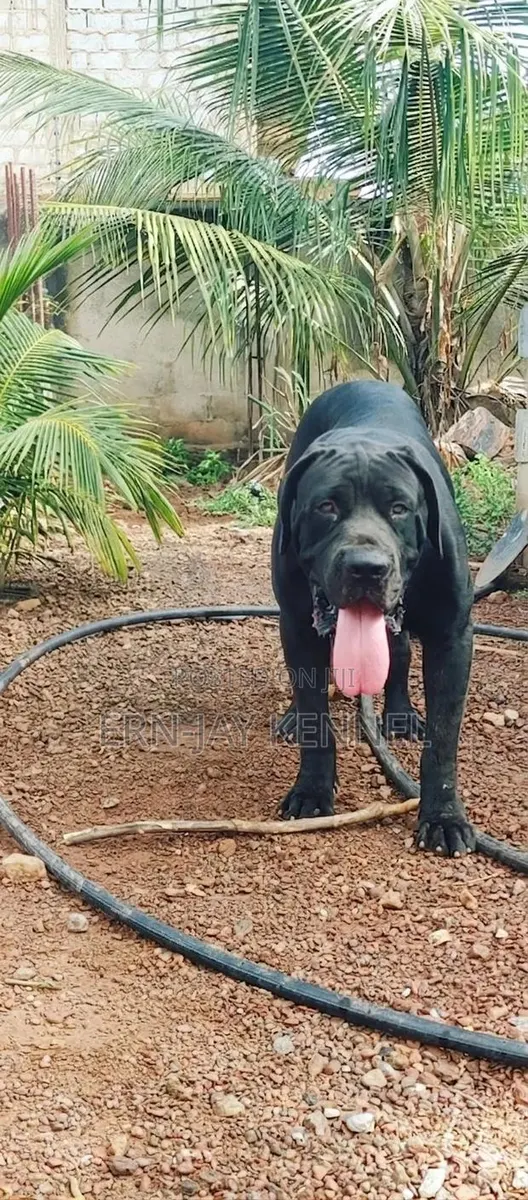 1+ year Male Purebred Boerboel · Photo 1