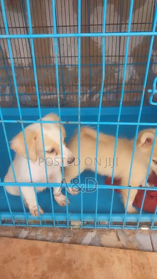 1-3 months Female Purebred Poodle · Photo 1