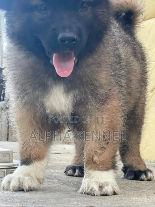 1-3 months Male Purebred Caucasian Shepherd · Photo 1