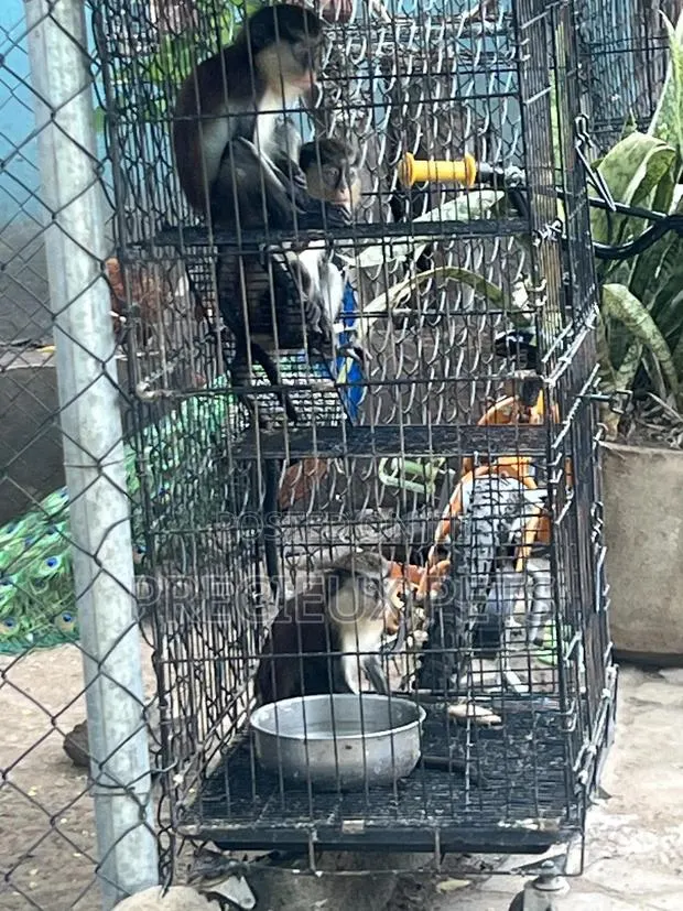 Western Mona Mammals African House Pets · Photo 1