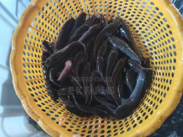 Super Best Fast Growing Catfish Juveniles Available · Photo 4