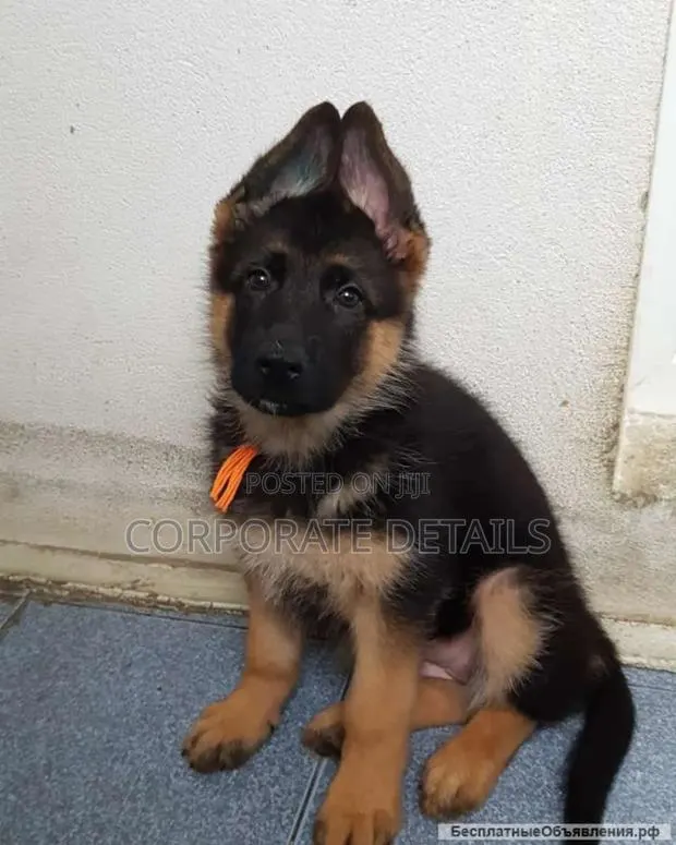 1-3 months Male Purebred German Shepherd · Photo 1