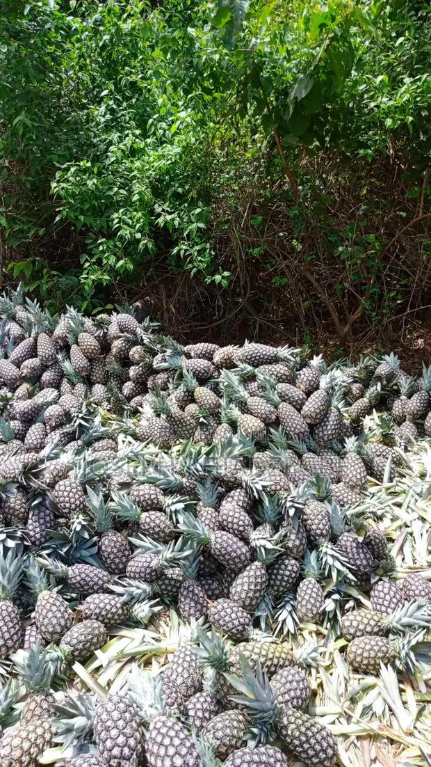 Sugar Loaf Pineapple for Sale. · Photo 1