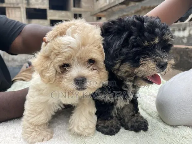 1-3 months Female Purebred Maltese · Photo 1