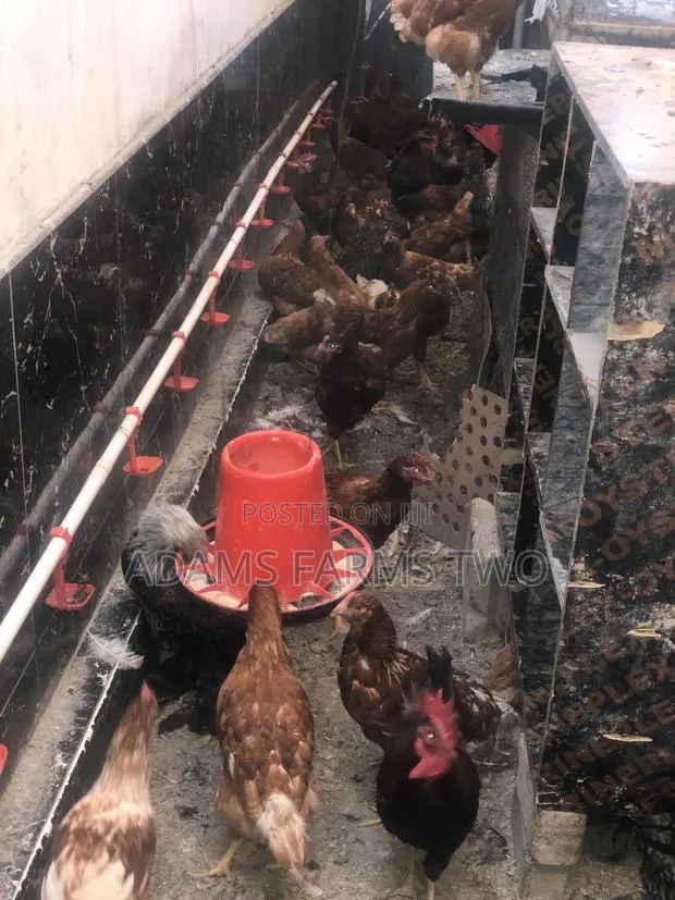 All Kinds of Chickens From Day Olds to Points of Lay · Photo 1