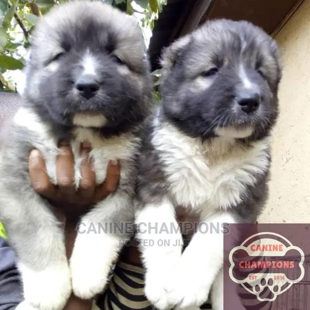 1-3 months Female Purebred Caucasian Shepherd · Photo 1