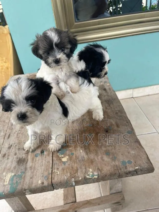 1-3 months Male Mixed Breed Maltipoo · Photo 1