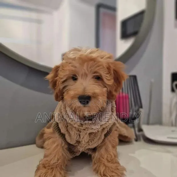 1-3 months Male Purebred Poodle · Photo 1
