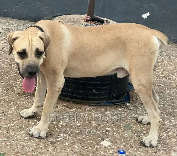1+ year Male Purebred Boerboel · Photo 1