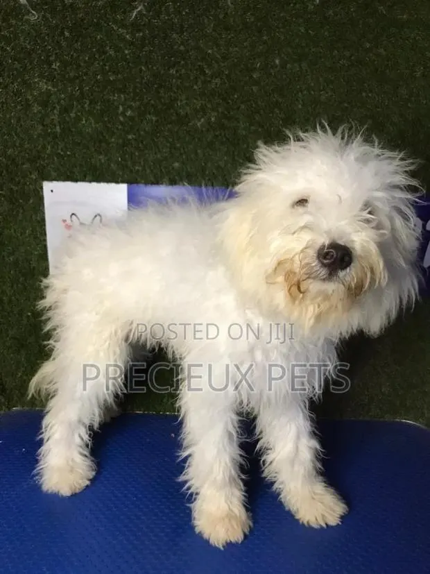 3-6 months Male Mixed Breed Maltipoo · Photo 1