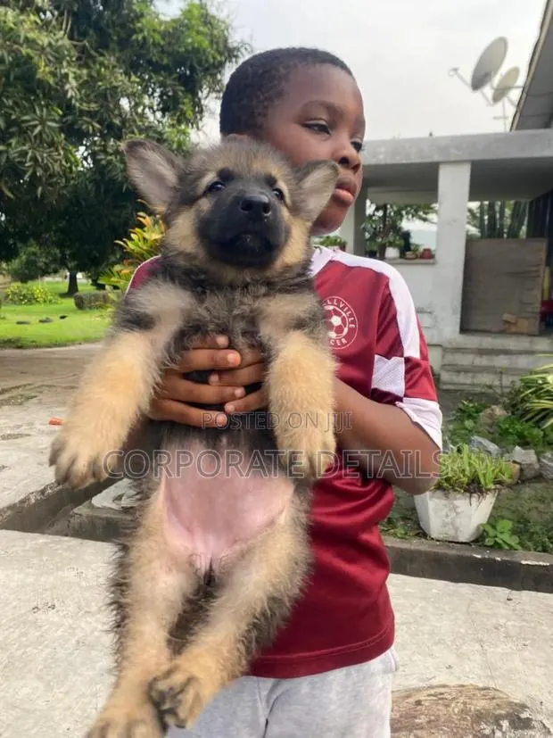 6-12 months Female Purebred German Shepherd · Photo 1