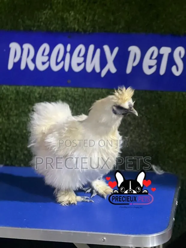 Female Silkie Bantam Chicken · Photo 1