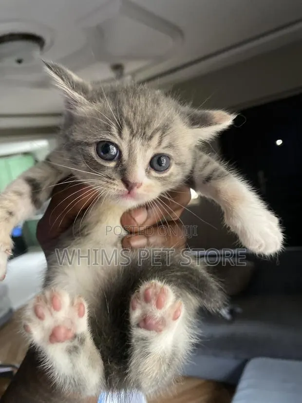 1-3 months Female Mixed Breed Persian · Photo 1