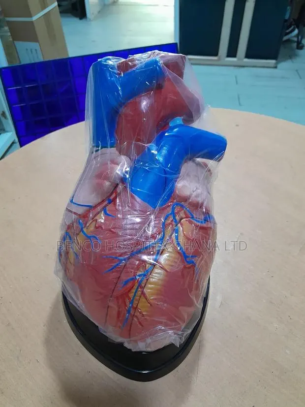 Middle Heart Model · Photo 1
