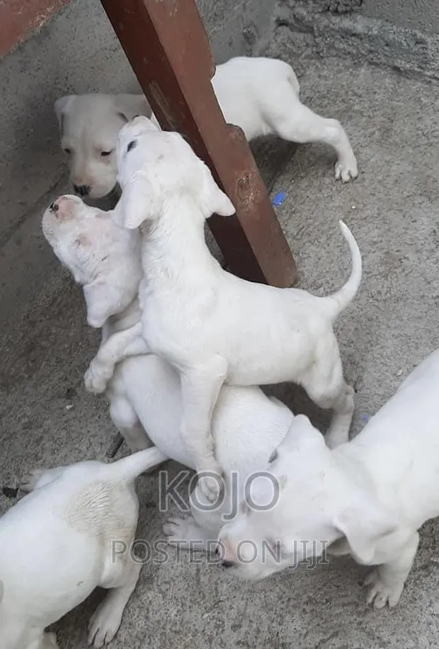 1-3 months Male Purebred Dogo Argentino · Photo 1