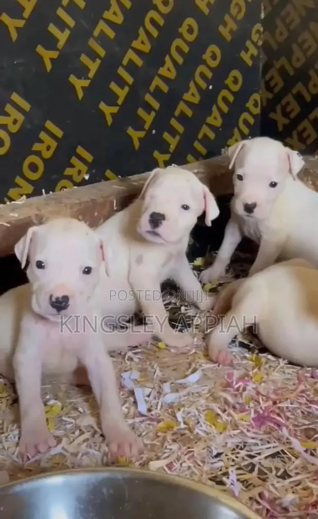 1-3 months Male Purebred Dogo Argentino · Photo 1