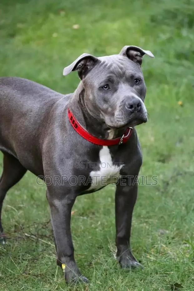 6-12 months Male Purebred American Pit Bull Terrier · Photo 1