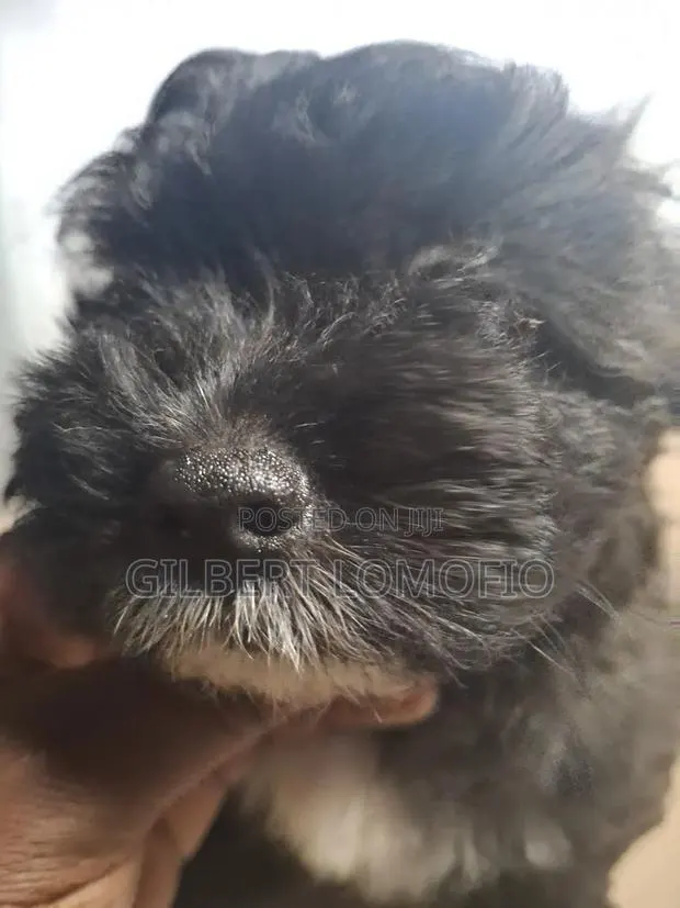 1-3 months Male Purebred Poodle · Photo 4