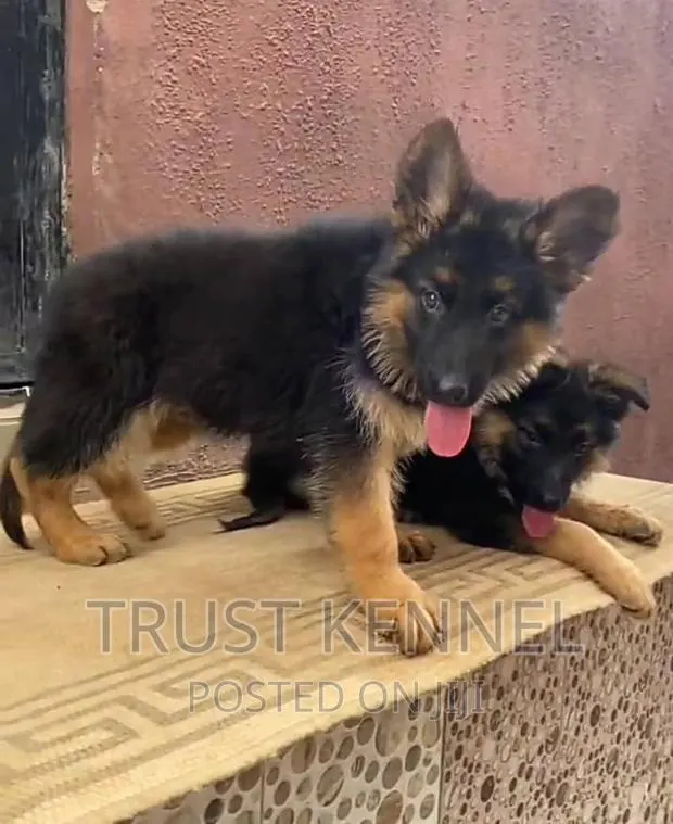1-3 months Male Purebred German Shepherd · Photo 1