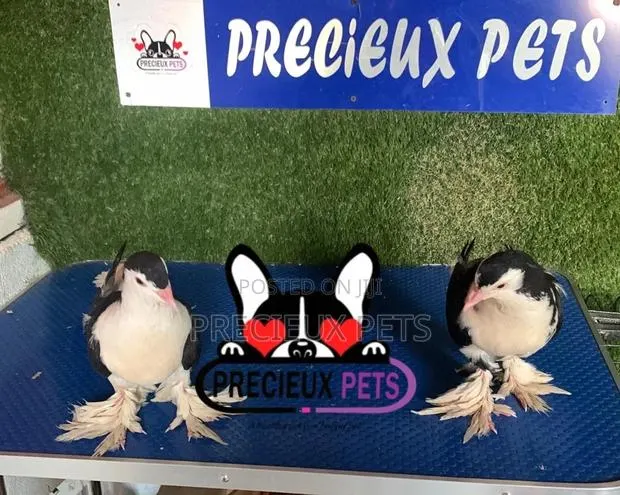 1 Pair of Black and White Fancy Lahore Pigeon Size · Photo 1