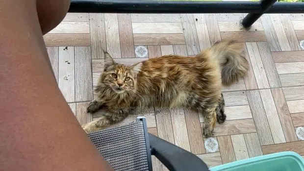 1+ year Female Purebred Maine Coon · Photo 1
