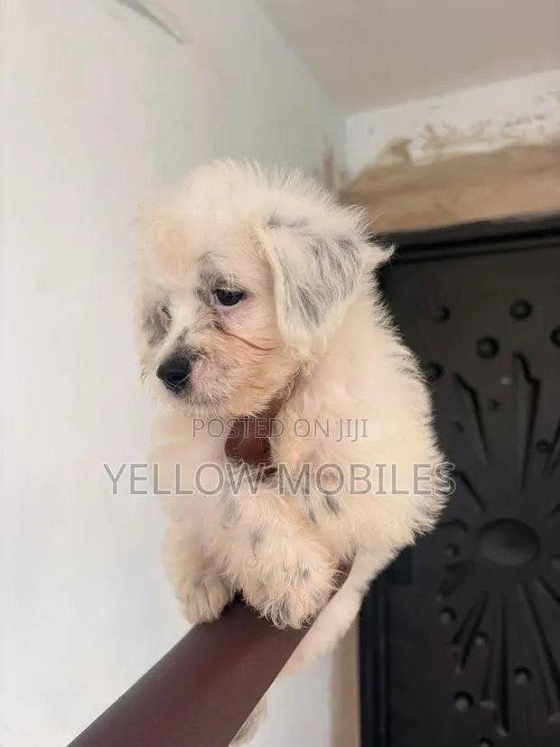 1-3 months Male Purebred Poodle · Photo 1