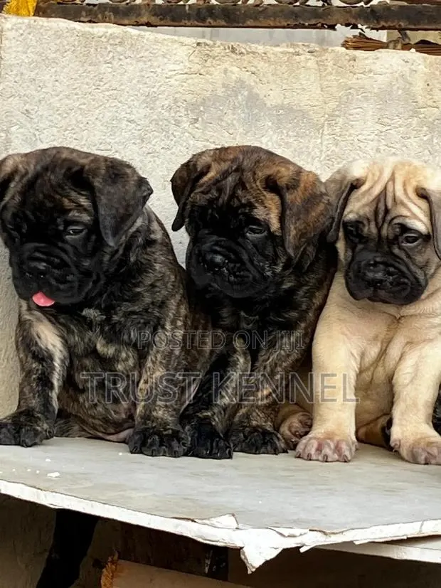 1-3 months Male Purebred Bullmastiff · Photo 1