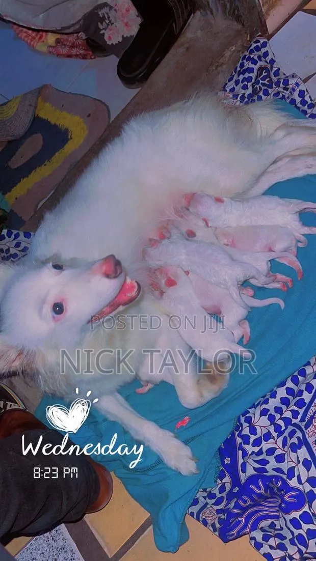 1-3 months Male Purebred American Eskimo · Photo 1