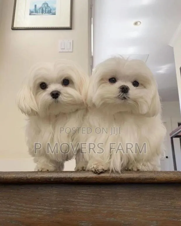 1-3 months Female Purebred Maltese · Photo 1