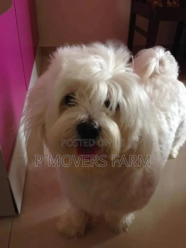 1-3 months Male Purebred Maltese · Photo 1