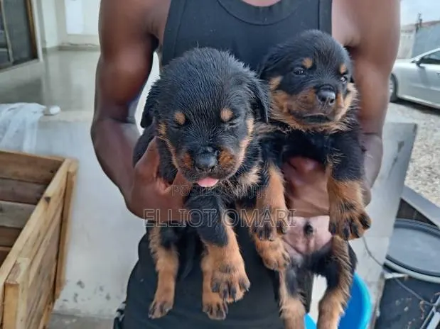 1-3 months Male Purebred Rottweiler · Photo 1