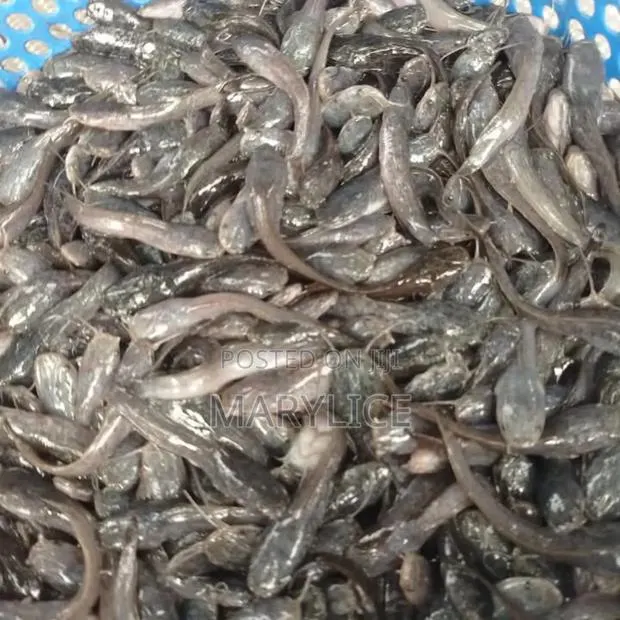 Catfish Juveniles Available · Photo 1