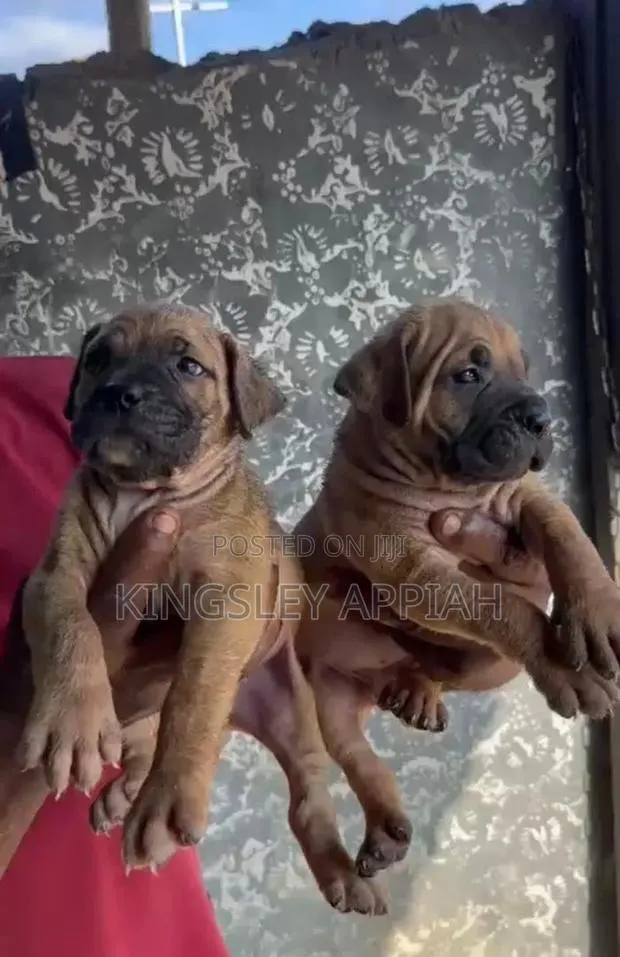 1-3 months Female Purebred Boerboel · Photo 1
