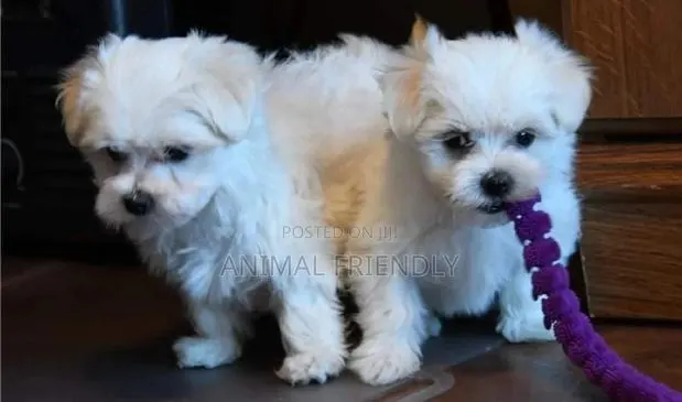 1-3 months Male Purebred Poodle · Photo 1