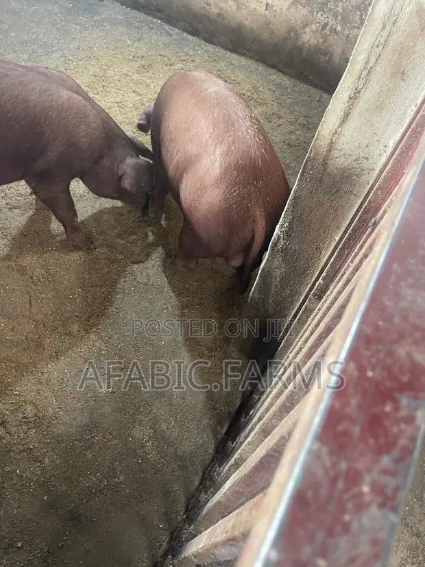 Pure Duroc Weaners for Sale · Photo 3