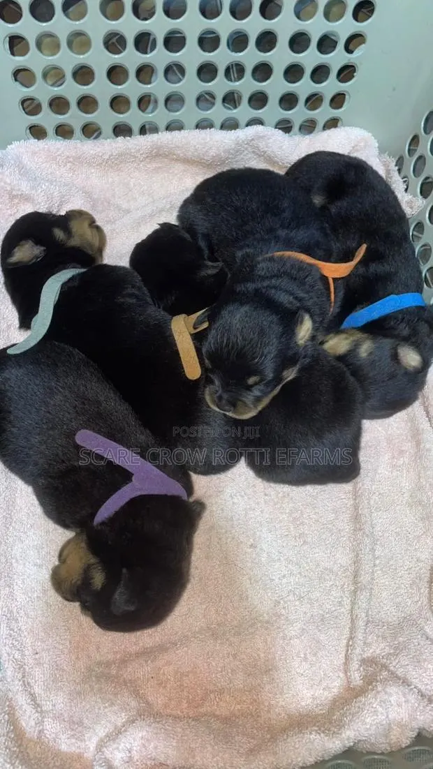 1-3 months Male Purebred Rottweiler · Photo 1